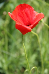 Papaver commutatum
