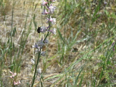 Bombus californicus