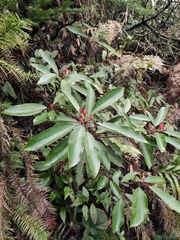 Daphniphyllum macropodum