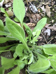 Erigeron