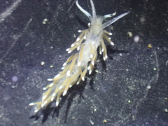 Cuthonella cocoachroma