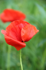 Papaver commutatum