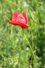 Papaver commutatum