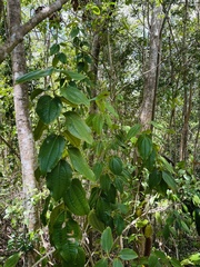 Miconia thomasiana