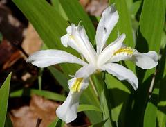 Iris cristata alba