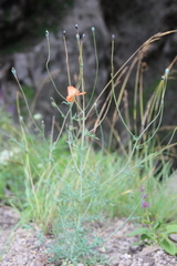 Papaver fugax