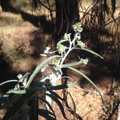 Senecio cinerarioides