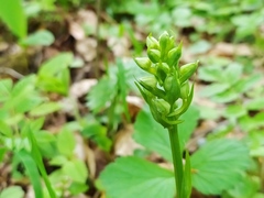 Platanthera chlorantha