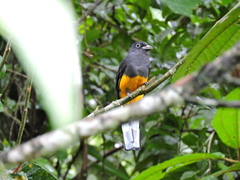 Trogon chionurus