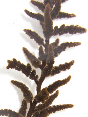 Callithamnion pikeanum