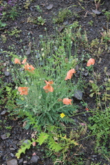 Papaver fugax