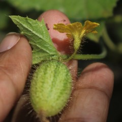 Cucumis setosus