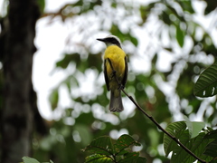 White-Ringed Flycatcher photo 2