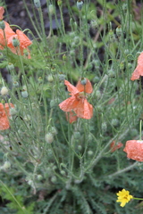Papaver fugax