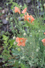 Papaver fugax