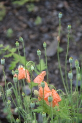 Papaver fugax
