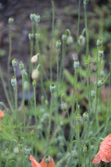 Papaver fugax