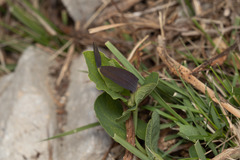 Aristolochia rotunda