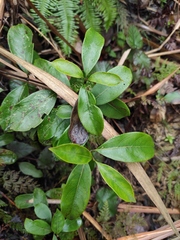 Gynochthodes umbellata