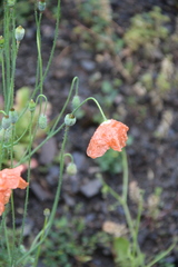 Papaver fugax