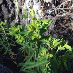 Euphorbia esuliformis
