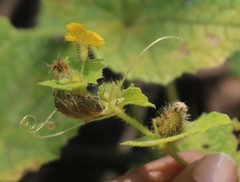 Cucumis setosus