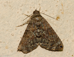 Coenipeta bibitrix