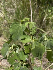 Triumfetta semitriloba