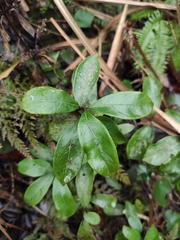 Gynochthodes umbellata