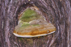 Pyrofomes juniperinus
