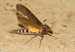 Erinnyis alope alope