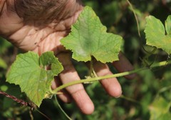 Cucumis setosus