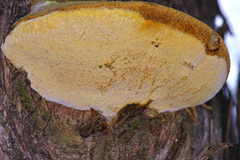 Pyrofomes juniperinus