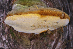 Pyrofomes juniperinus