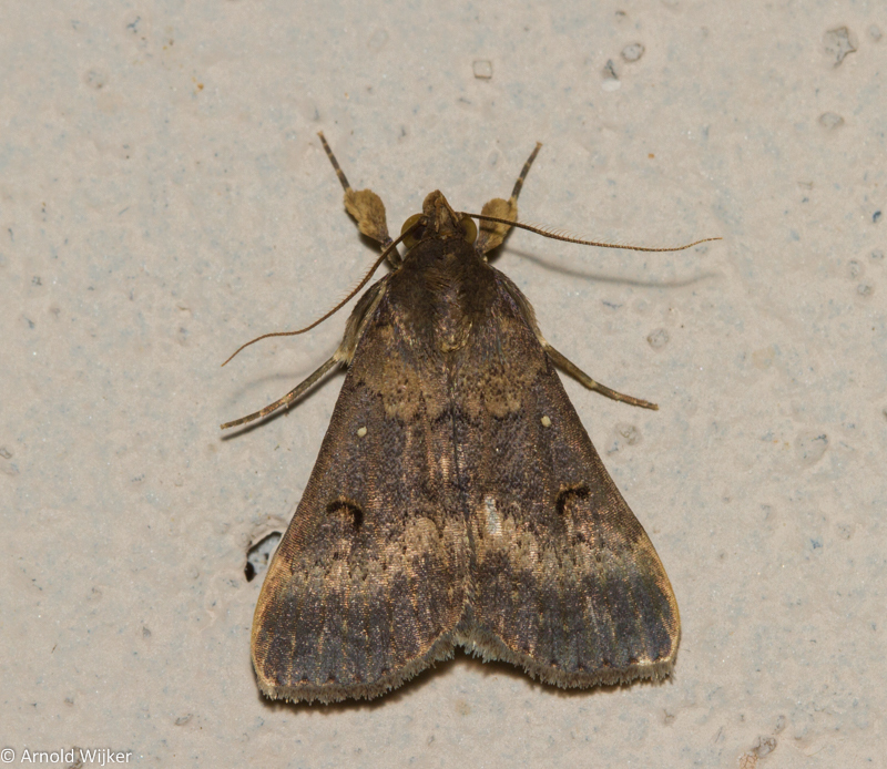 Bleptina confusalis