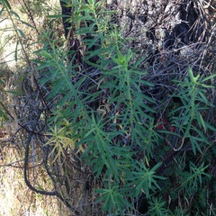 Euphorbia esuliformis