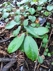 Rhododendron latoucheae