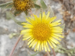 Inuleae