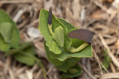 Aristolochia rotunda
