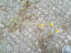 Inuleae