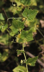 Cucumis setosus