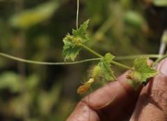 Cucumis setosus