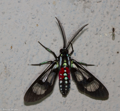 Poecilosoma eone