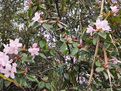 Rhododendron latoucheae