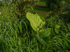 Leea macrophylla