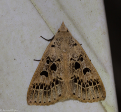 Herminodes atrosignata