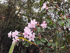 Rhododendron latoucheae