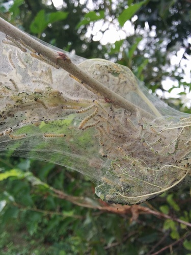 Hyphantria cunea