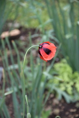 Papaver laevigatum