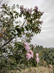 Rhododendron latoucheae
